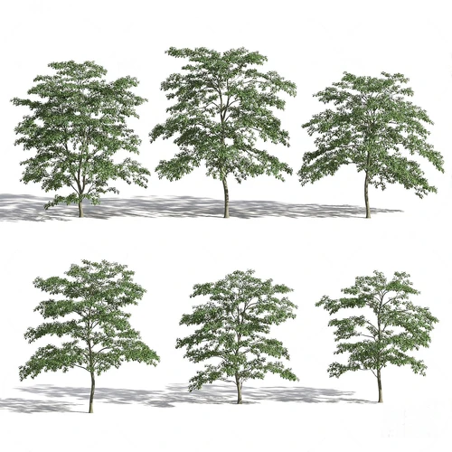 现代野茉莉树景观树