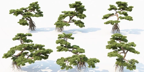 现代景观树松树