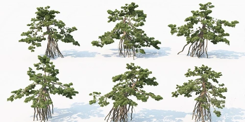 现代松树景观树
