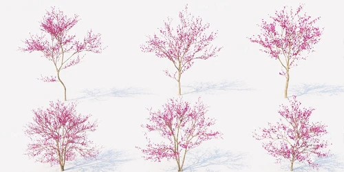 现代景观树樱花树