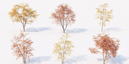 现代秋季树木景观树