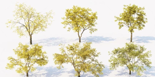 现代秋季景观树