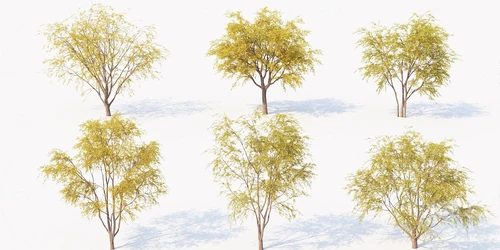 现代秋季景观树