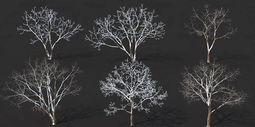 现代景观树雪景树