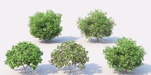 现代景观树果树
