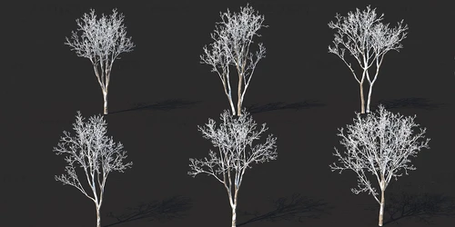 现代雪景树景观树