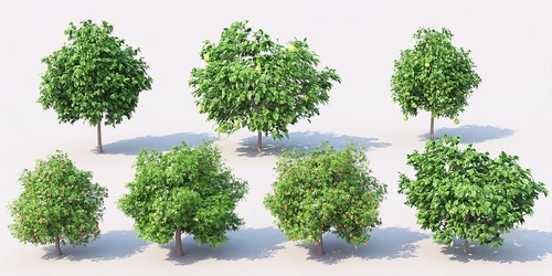 现代柚子树苹果树景观树