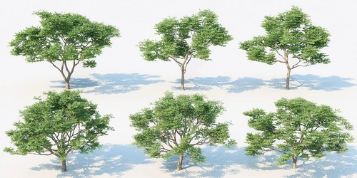 现代景观树