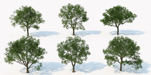 现代行道树景观树