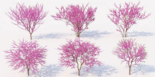 现代樱花树景观树