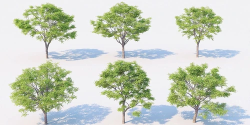 现代行道树景观树
