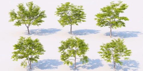 现代行道树景观树