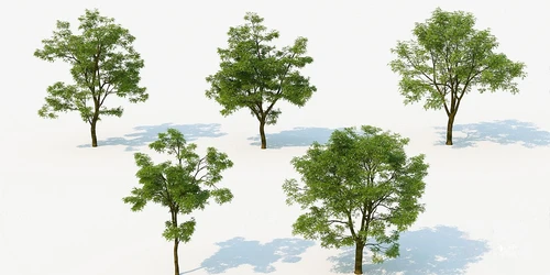 现代行道树景观树