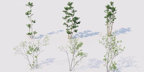 现代绿植户外景观树