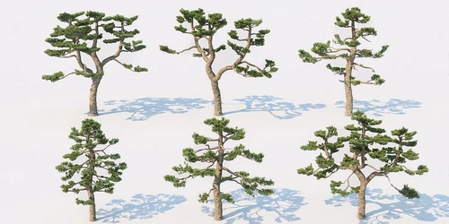 现代松树景观树