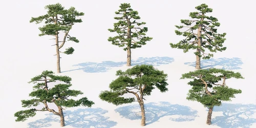 现代松树景观树