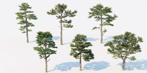现代景观树松树