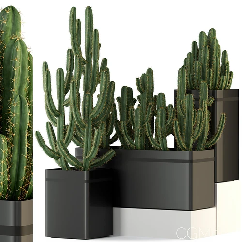 现代植物盆栽组合