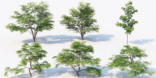 现代户外景观树