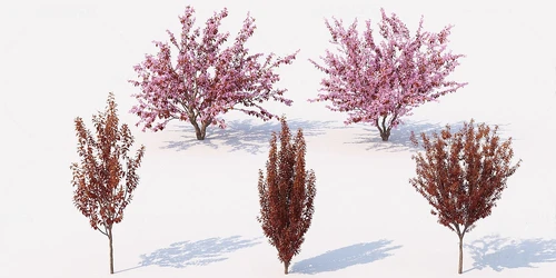现代樱花树景观树