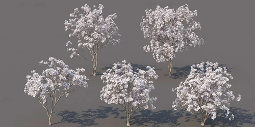 现代白色花树景观树