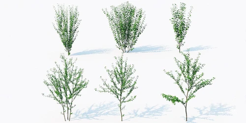 现代树苗景观树