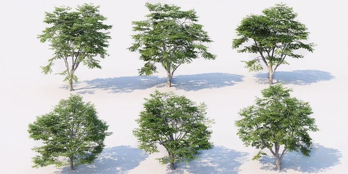 现代景观树行道树