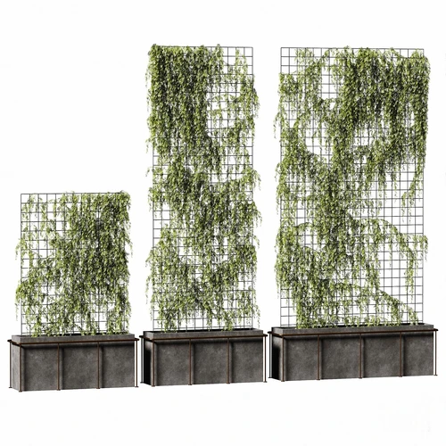现代植物藤蔓