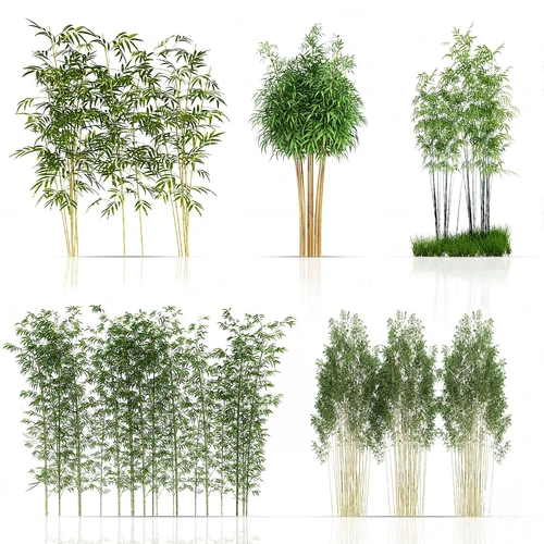 现代绿植竹子