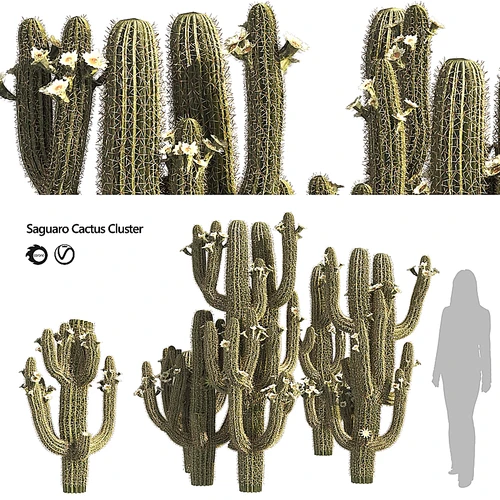 仙人掌植物盆栽