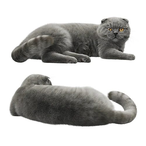 现代宠物猫