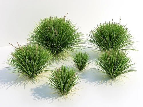 现代草3D模型