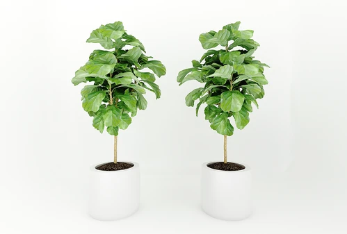 现代风格植物