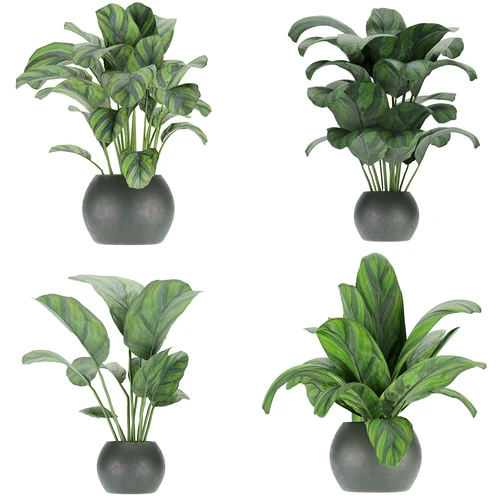 室内 – Calathea植物