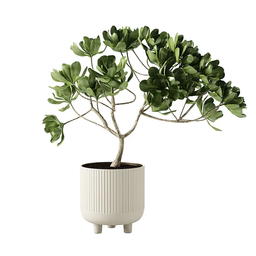 绿植盆栽