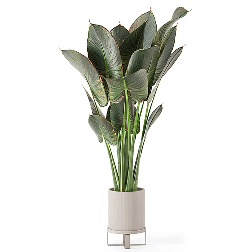 现代植物盆栽