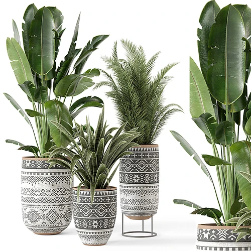 现代植物盆栽