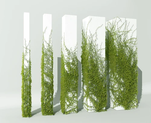 藤蔓植物