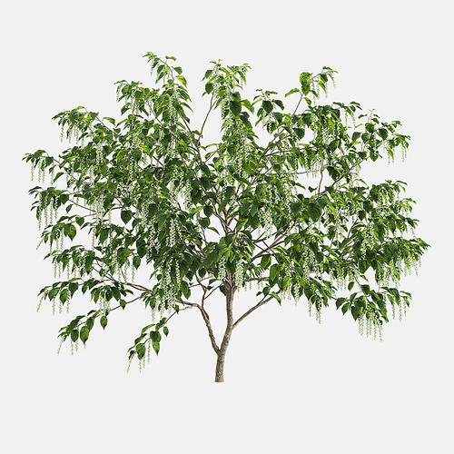 现代景观树
