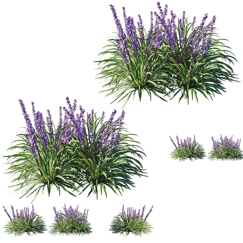 薰衣草