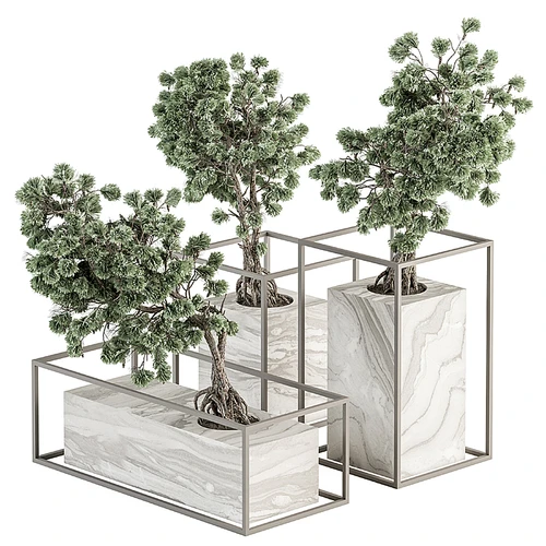 现代植物盆栽