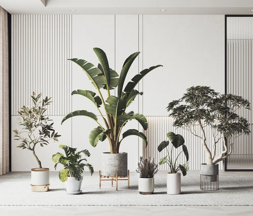 现代绿植盆栽