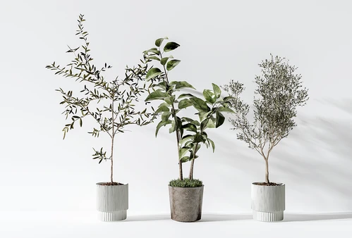 侘寂绿植盆栽