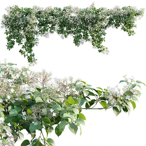 现代绿植绣球花藤蔓