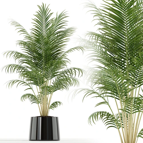 现代植物盆栽