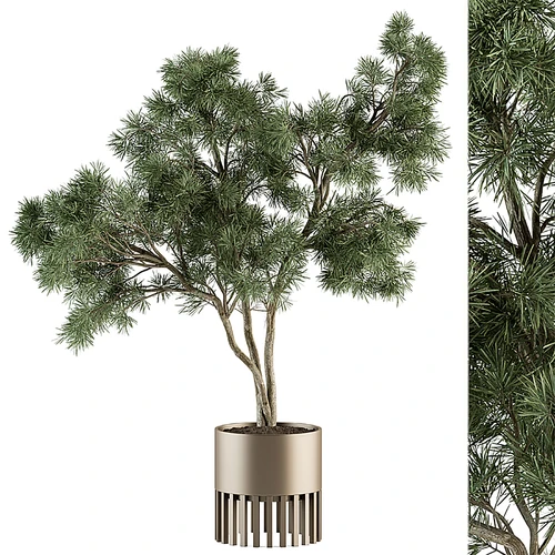 现代植物盆栽