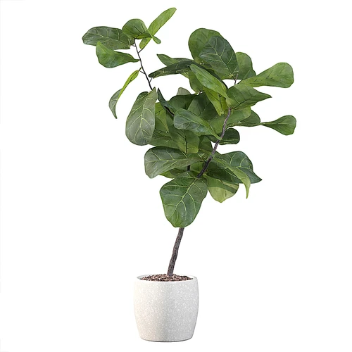 现代植物盆栽