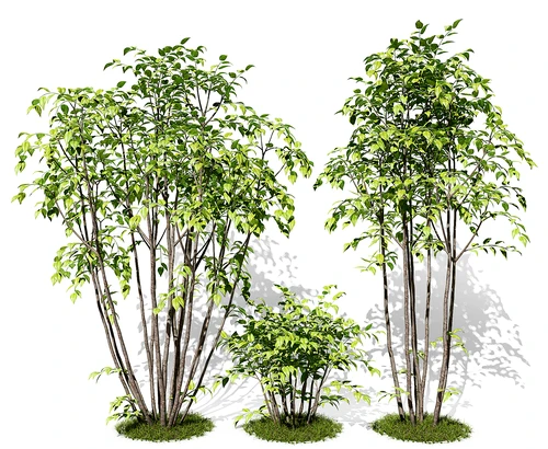 现代树