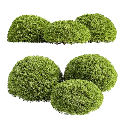 灌木植物