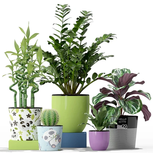 现代植物盆栽